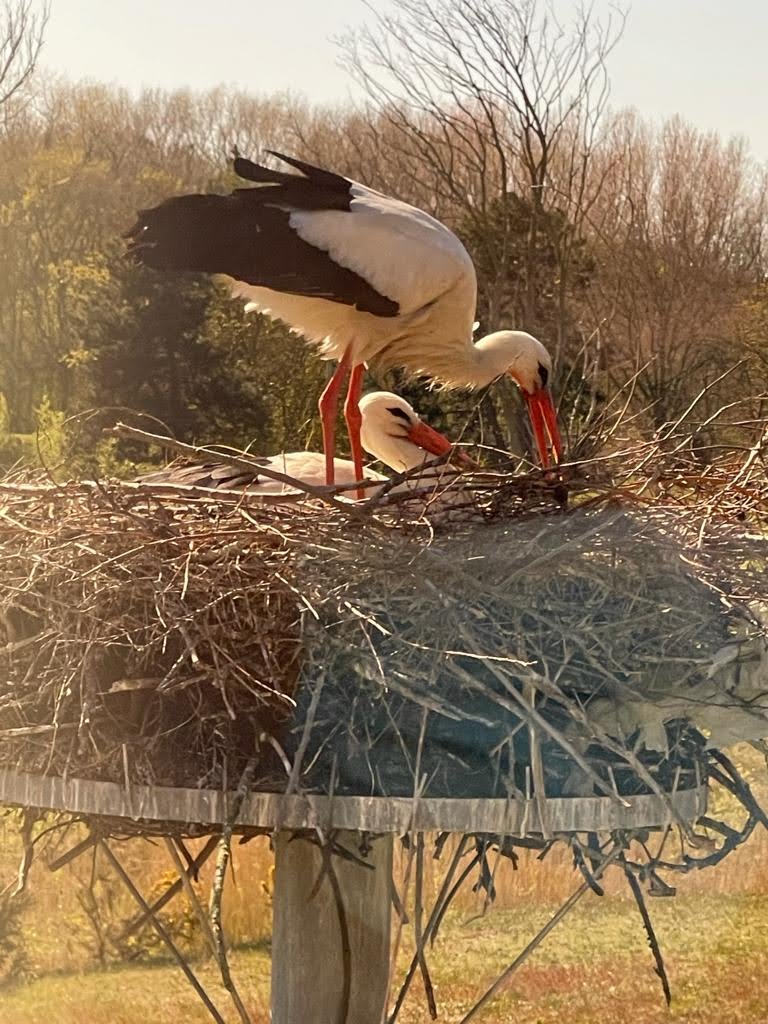 Storks from Knokke to Comporta: secret migration