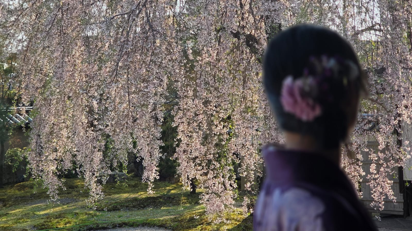 Living with flowers — a quiet manifesto for spring