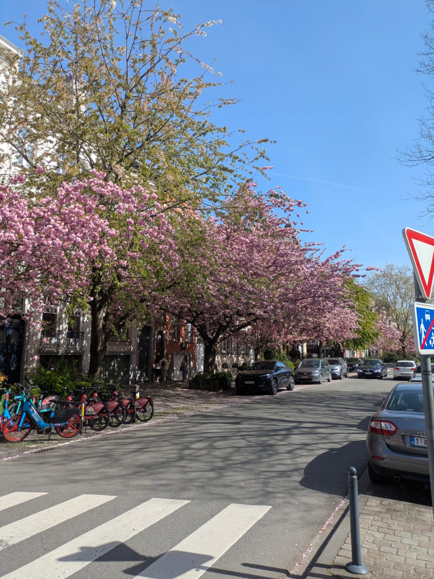 Plasky Brussels: Cherry Blossoms, Dining &amp; Village Life